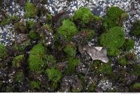 Photo Texture of Mossy 0003